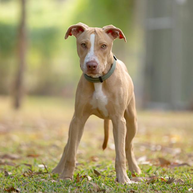 Photo of Tonka