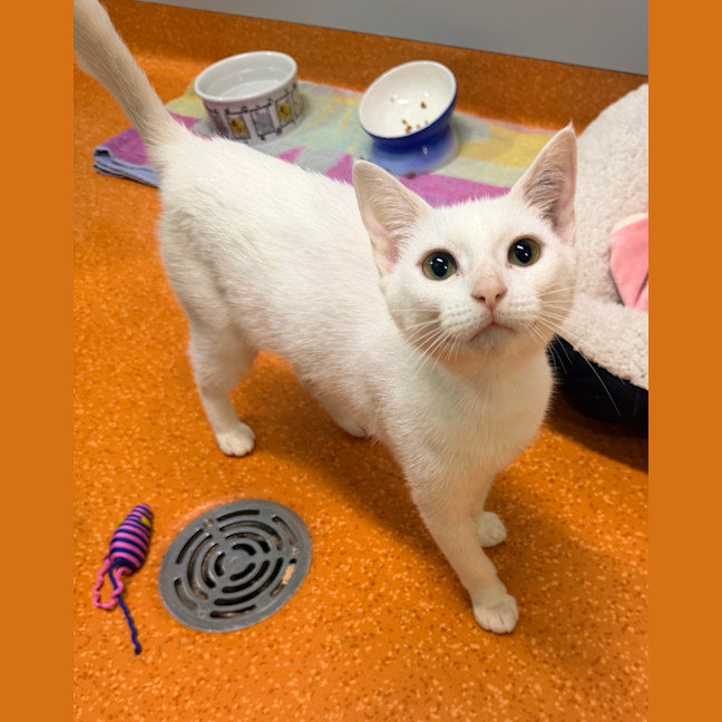 Photo of Marshmallow