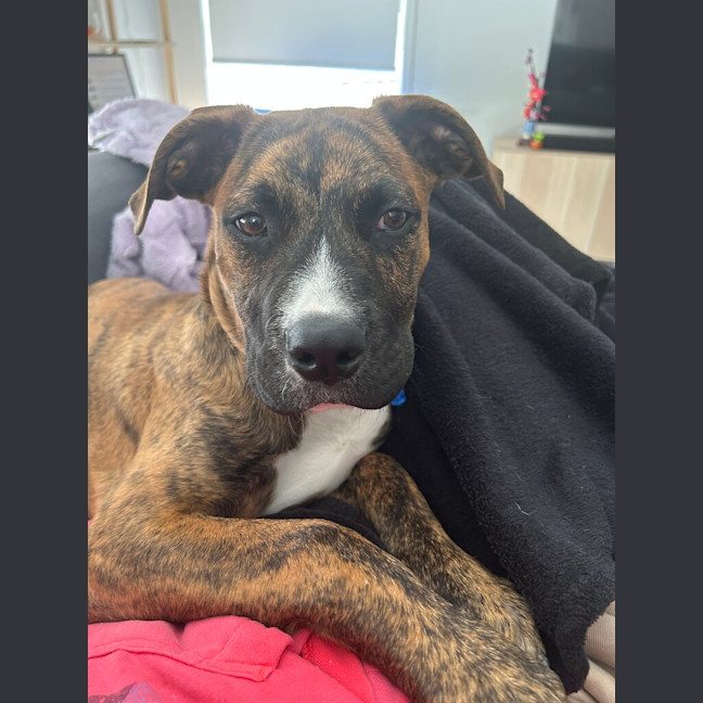 Photo of Sabre