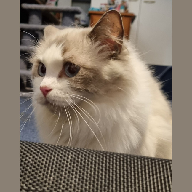 Photo of Lunar