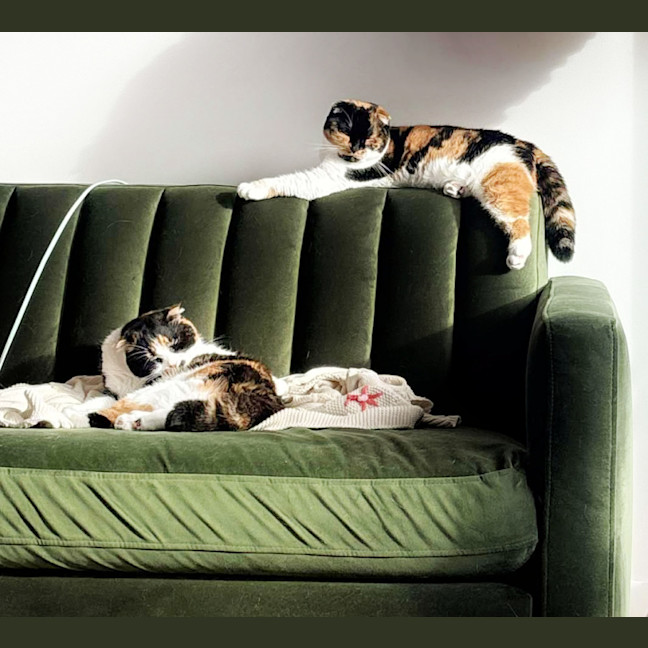 Photo of 🥂Mimosa & Bellini🥂