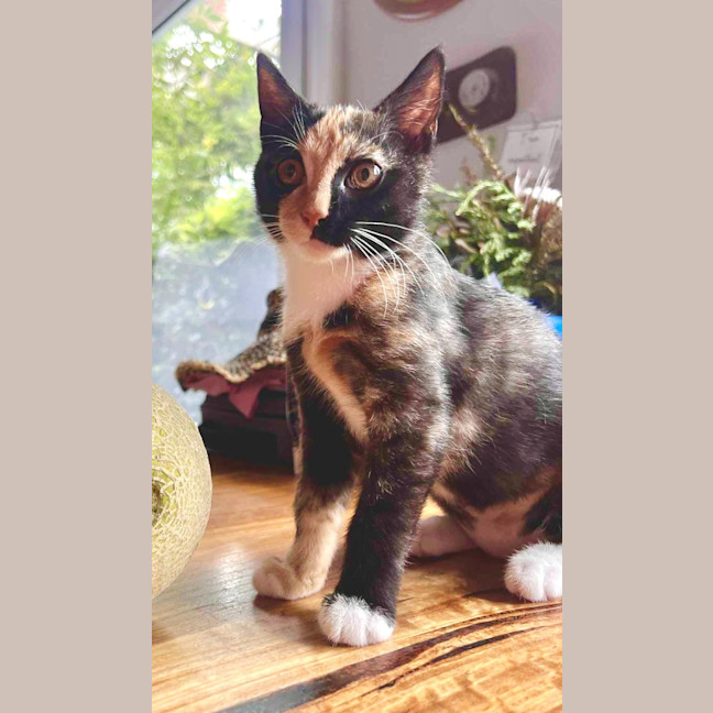 Photo of Clementine 🍊