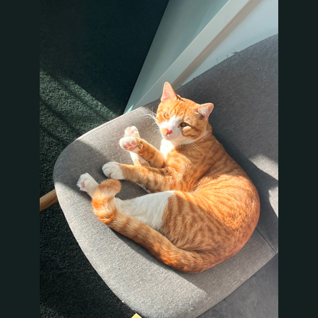 Photo of Whiskey And Simba