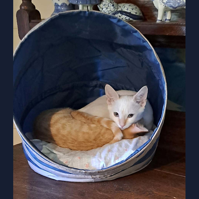 Photo of Cookie