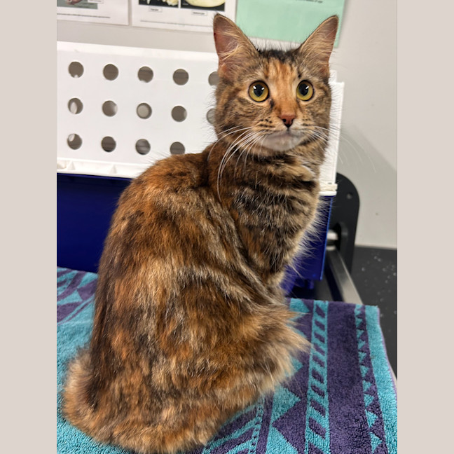 Photo of Brontosaurus