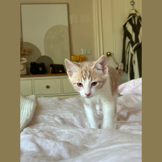 Photo of Basil