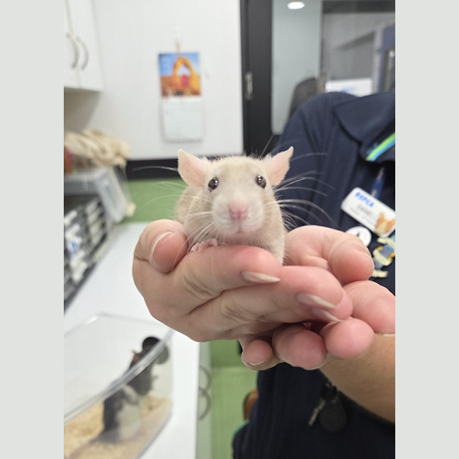 Photo of Ratbert