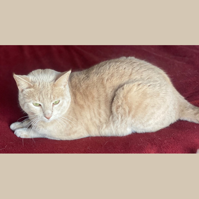 Photo of Geralt Of Purrera