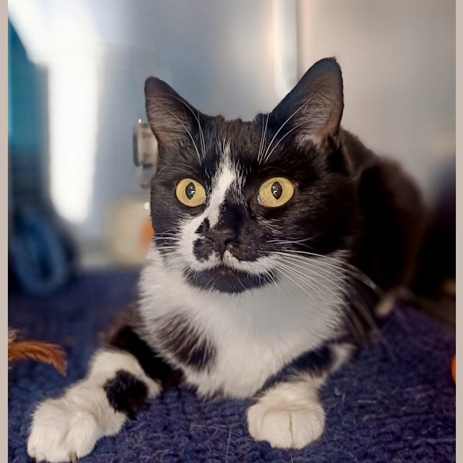 Photo of Rosie