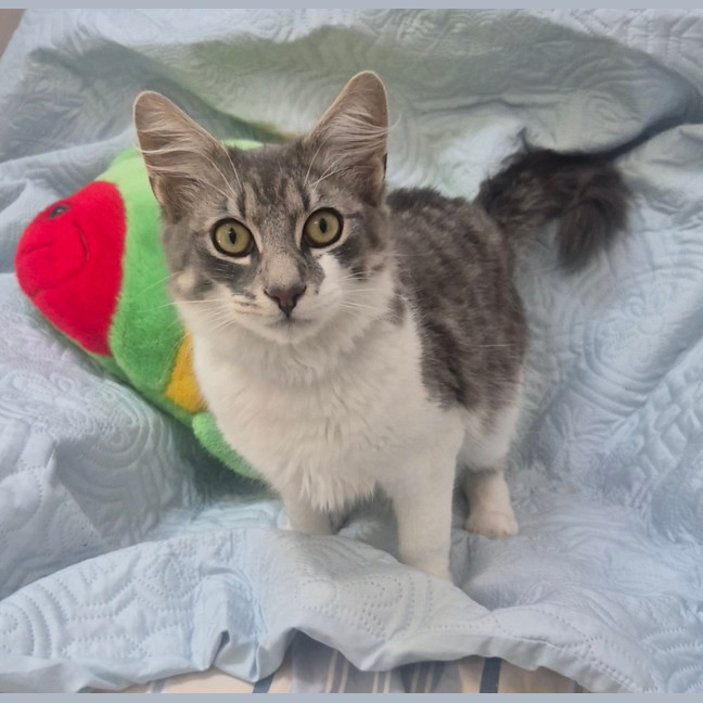 Photo of Gandalf (9084)