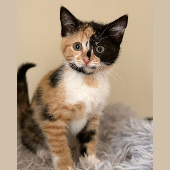 Photo of Miss Maples