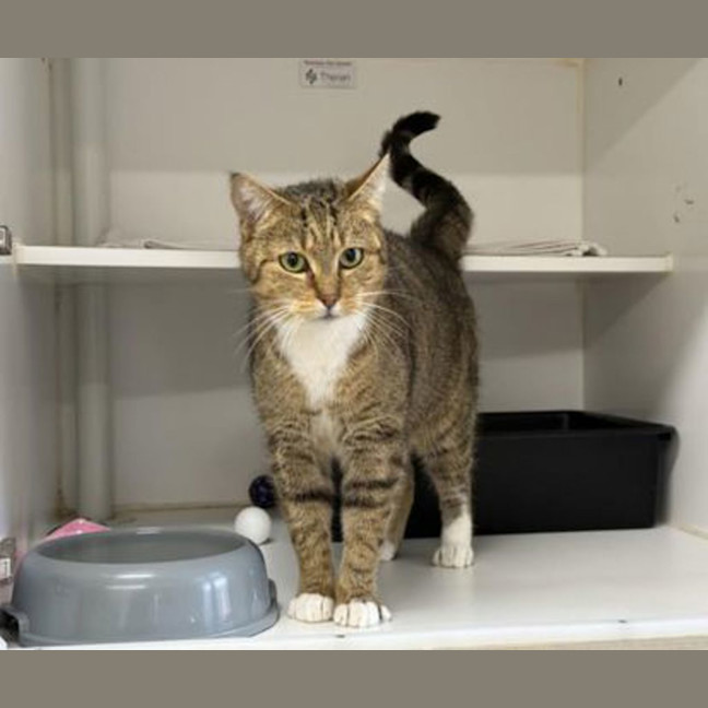 Photo of Stripey