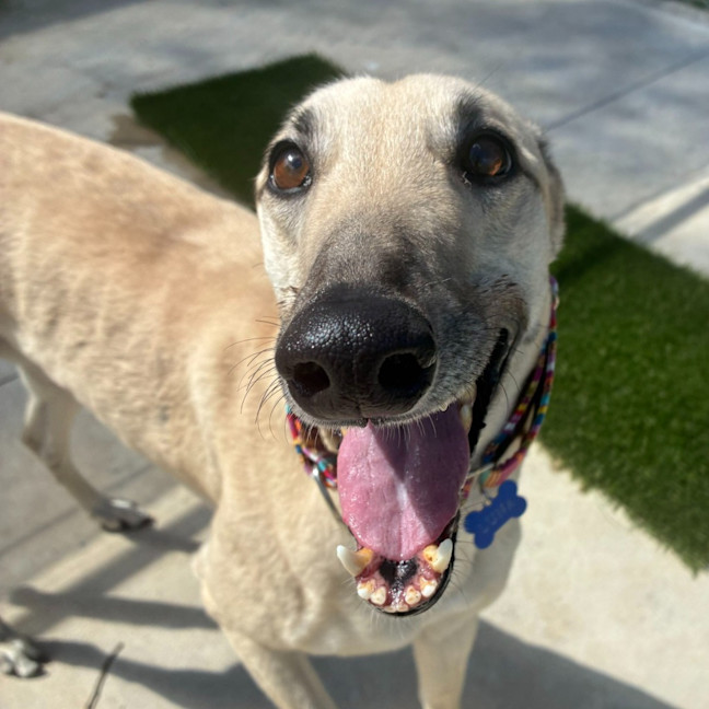 Photo of Luna The Greyhound