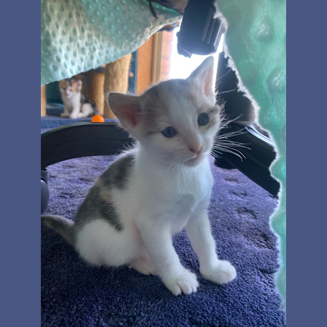 Photo of Nala 