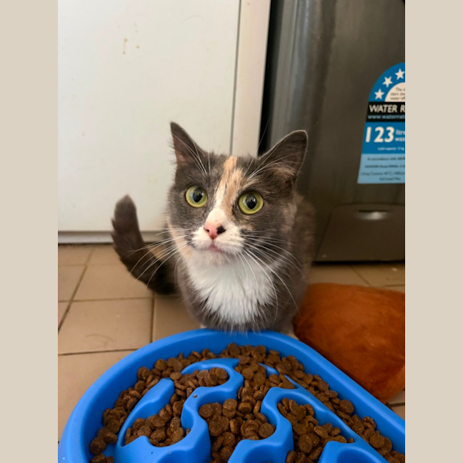 Photo of Luna