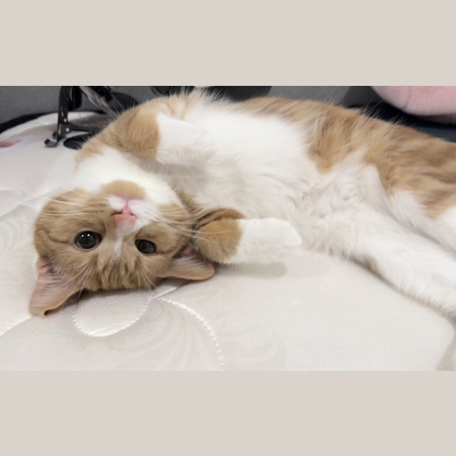 Photo of Rousong