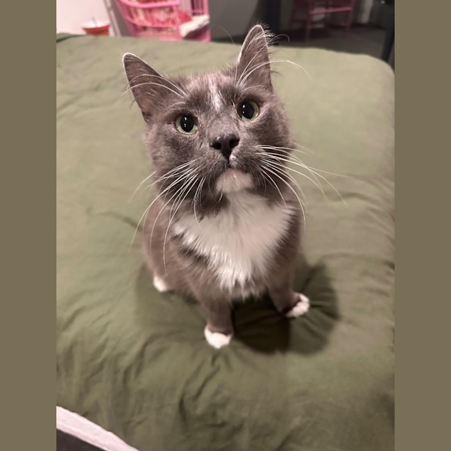 Photo of Professor Pringle