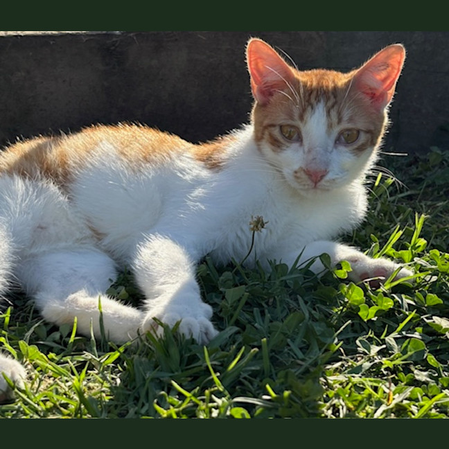 Photo of Sheldon