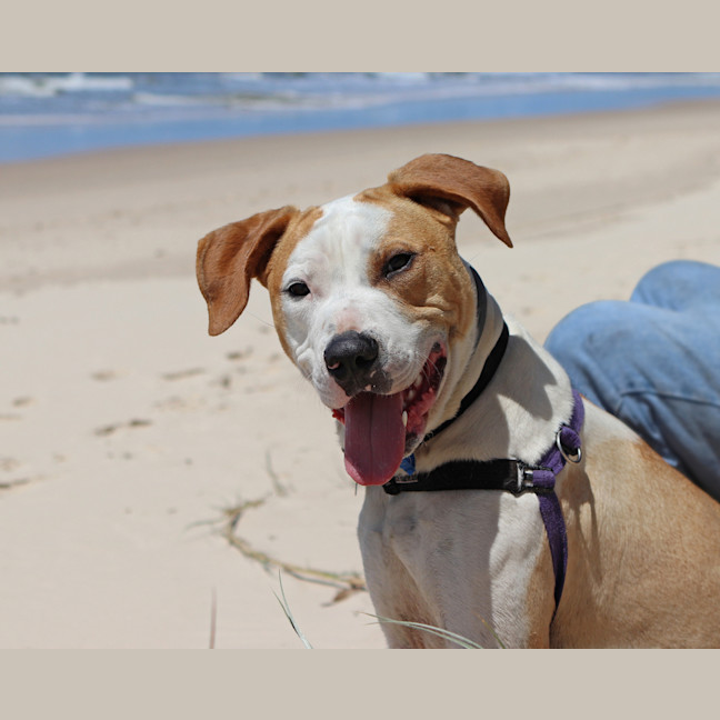 Photo of Digger