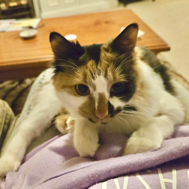 Photo of Sweetpea