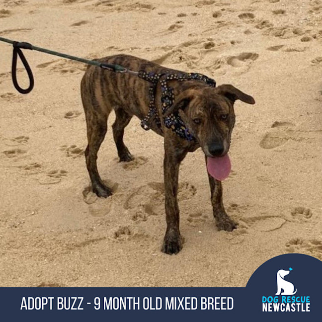 Photo of Buzz   9 Month Old Mixed Breed