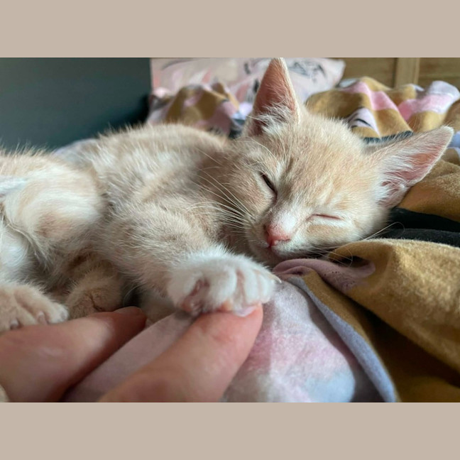 Photo of Mufassa   In Foster Care In Bentleigh East