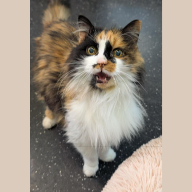 Photo of Double Cheese Burger