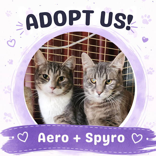 Photo of Aero And Spyro