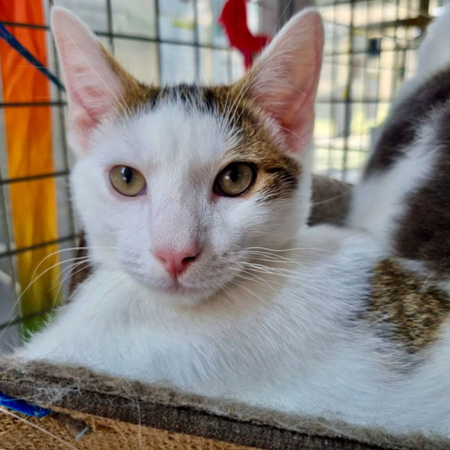 Photo of Mochi
