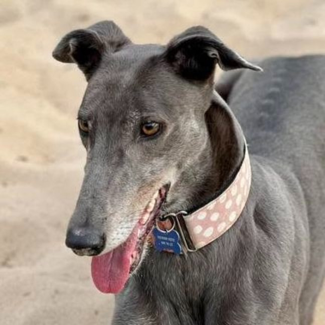 Photo of Megan The Greyhound