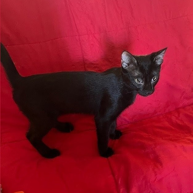 Photo of Cappa