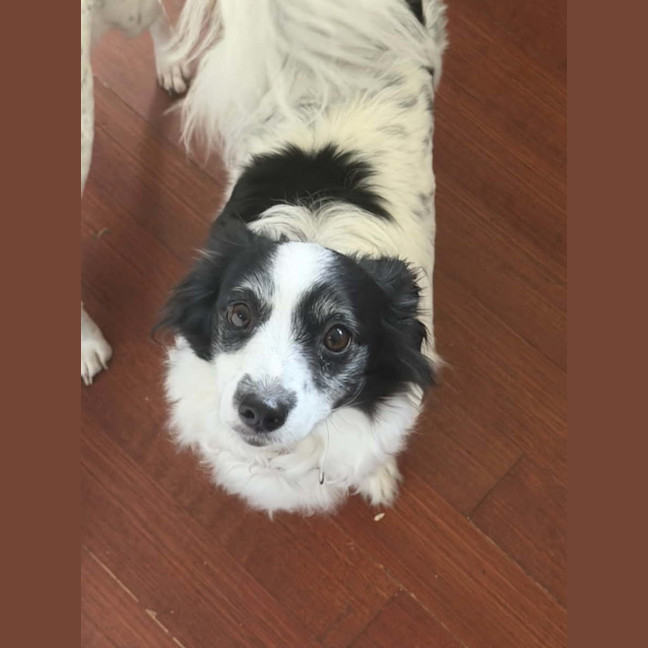 Photo of Pebbles And Piper