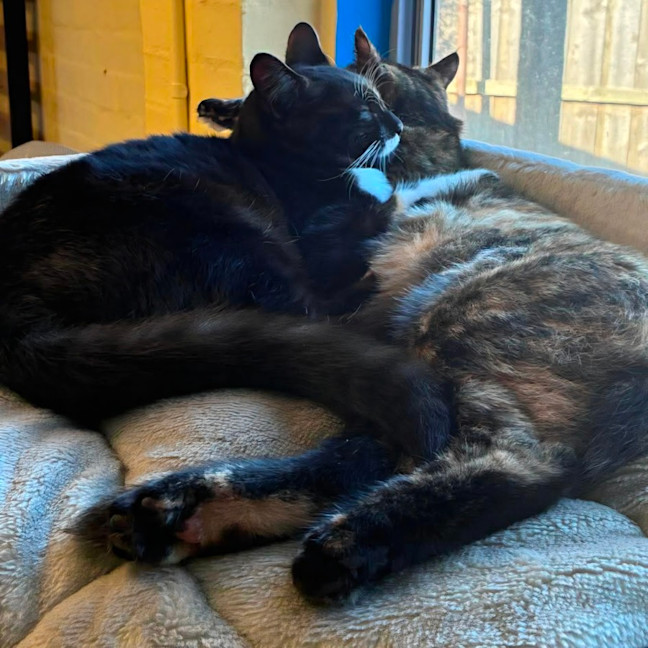 Photo of Bobby & Daisy 