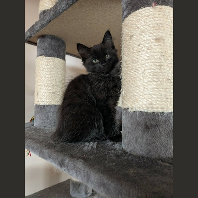 Photo of Atlas