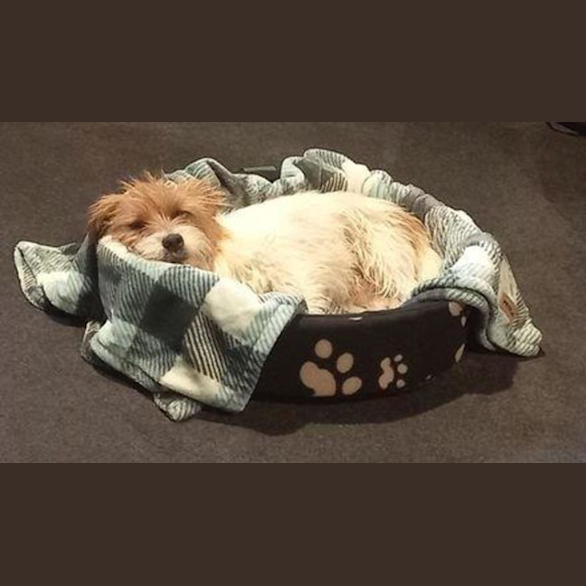 Photo of Bolt O'cleary