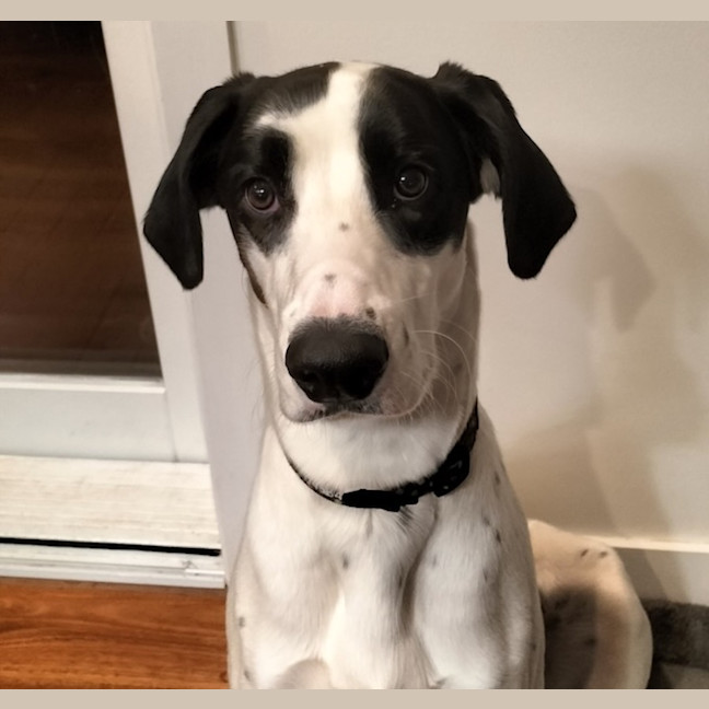 Photo of Charlie