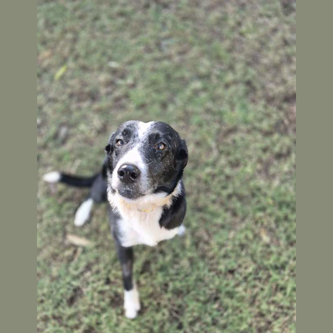 Photo of Buddy