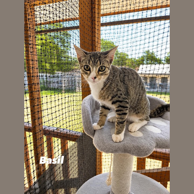 Photo of Basil