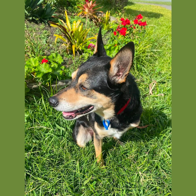 Photo of Beau *$350 Adoption Fee*