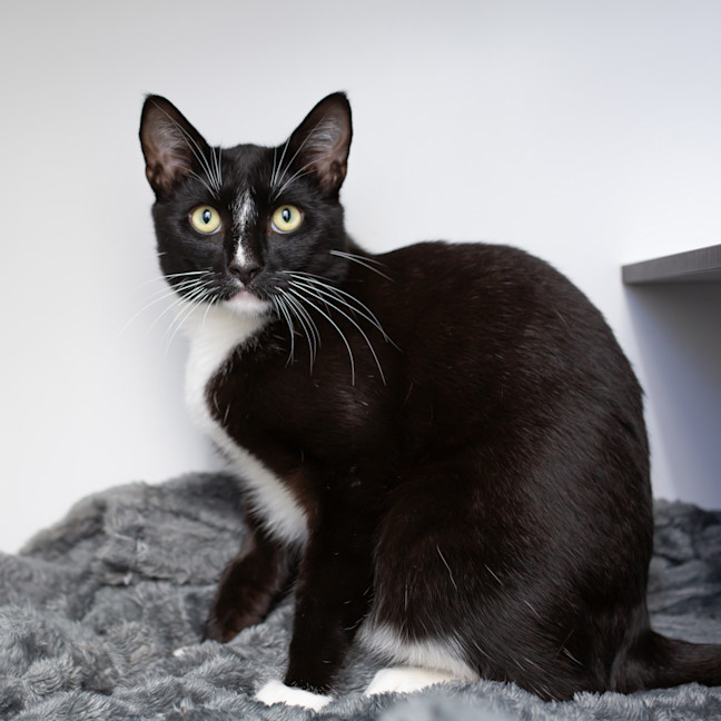 Photo of Jetson