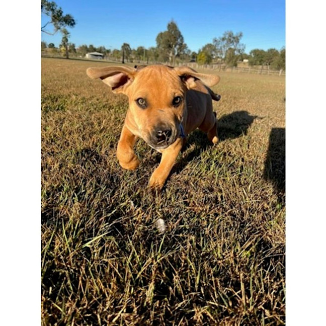 Photo of Hawkeye