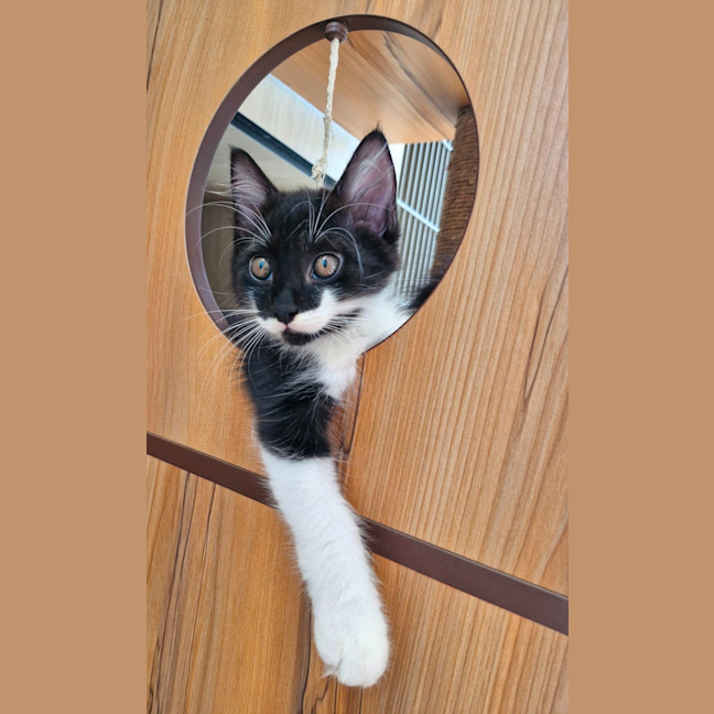 Photo of C1408 Kosmo