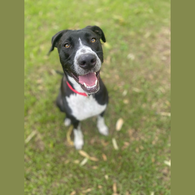 Photo of Oreo