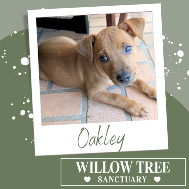 Photo of Oakley