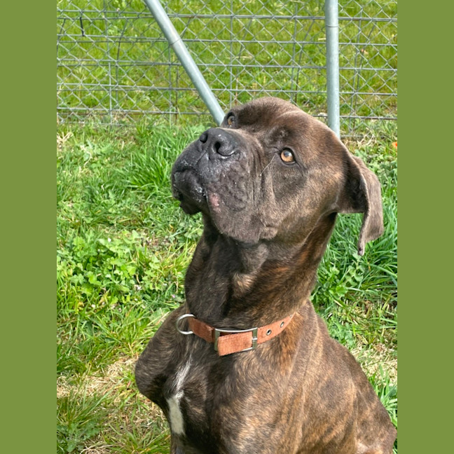 Photo of Bruno