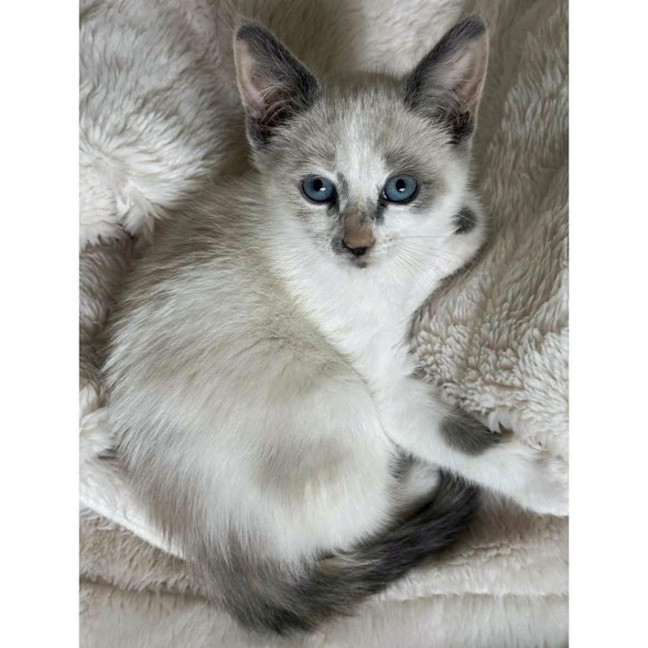 Photo of 12468   Precious