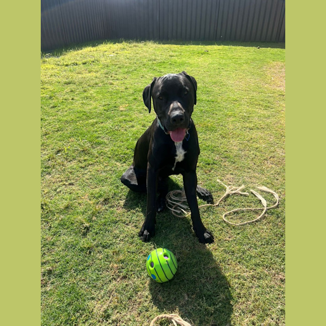 Photo of Tiny   1 Year Old Great Dane X Labrador (Trial)