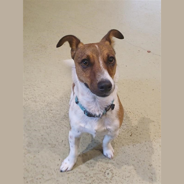 Photo of Peanut