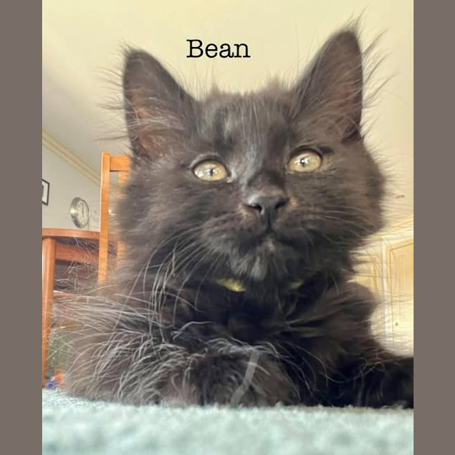 Photo of Bean