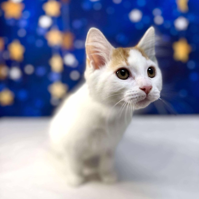 Photo of Rome   Located In Preston